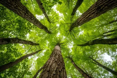 100 drzew na 100-lecie Hufca ZHP