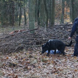 „Zaginięcie 2024” – Policja w akcji! Poszukiwania w rybnickim lesie zakończone sukcesem