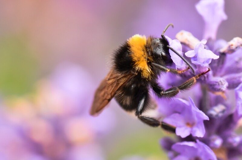 Co możemy zrobić dla zapylaczy? I dlaczego?