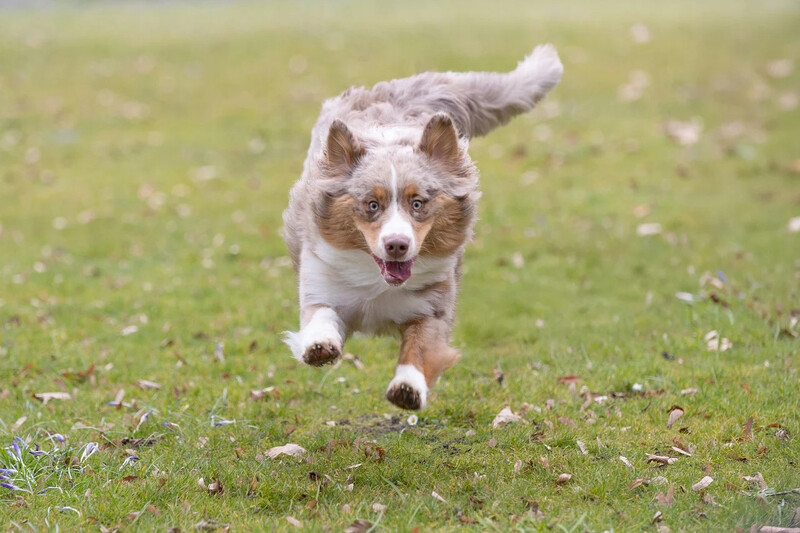Dogtrekking 2025 – wiosenna przygoda z psem na świeżym powietrzu