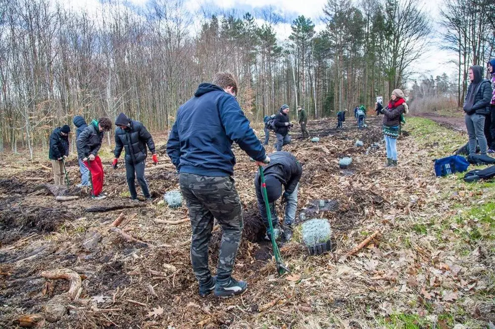 PGE GiEK posadziła 1000 nowych drzew na terenie Nadleśnictwa Rybnik / fot. PGE
