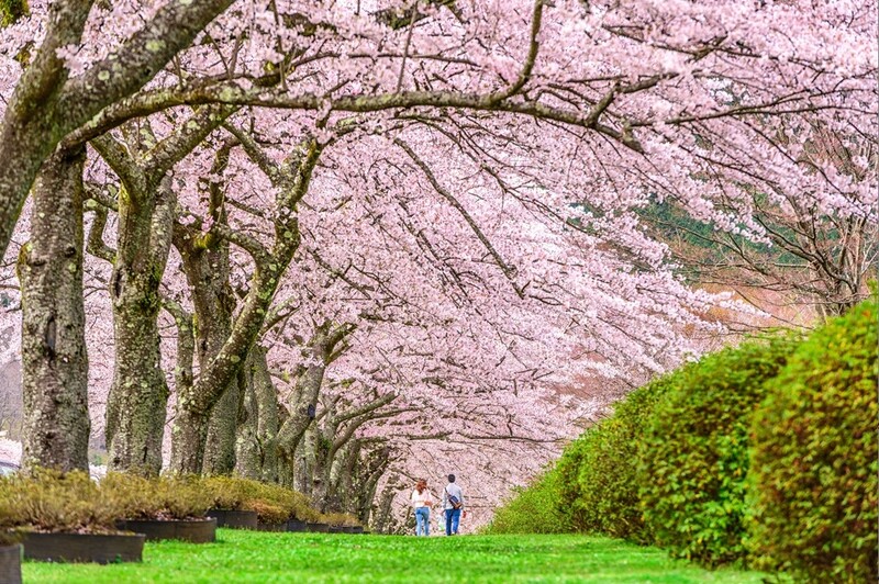 Podróż na koniec świata – Japonia czy Nowa Zelandia?