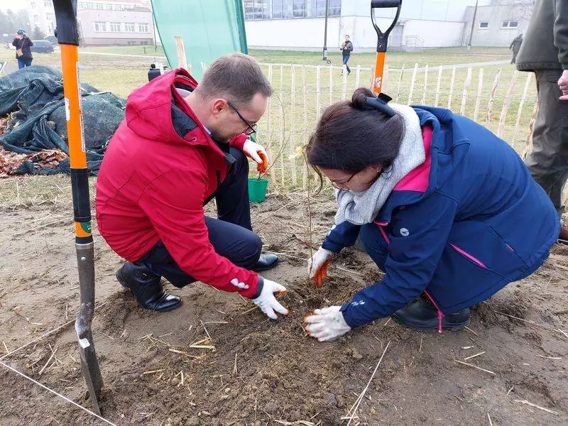 Rybnik zasadza swój pierwszy Las Miyawaki – przyszłość zieleni w mieście